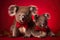 Cute koala puppy with mother on a red background. Studio shot.