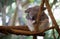 Cute Koala resting at the zoo, Brisbane, Australia