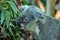 Cute koala sitting and eating eucalyptus on a tree branch