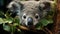 Cute koala, small and fluffy, looking at camera in nature generated by AI
