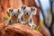 Cute Koalas Resting Eucalyptus Trees, Red Earth Generative AI