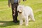 Cute Komondor dog in the park