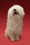 Cute Komondor On Red Background