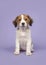 Cute kooikerdog puppy on a purple background