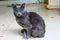 Cute Korat cat