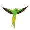 Cute krameri parrot illustration