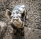 Cute Kunekune piglet facing camera.