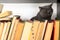 Cute l cat on shelf with books on light background. cat reading old book.