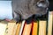 Cute l cat on shelf with books on light background. cat reading old book.