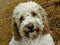 Cute Labradoodle Dog Portrait Looking Straight Ahead Outdoors