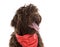 Cute Labradoodle Puppy with Red Scarf