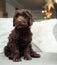 Cute labradoodle puppy sitting on sofa and looking at camera.