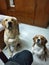 Cute Labrador Dog & Beagle Puppy on their Training days