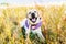 Cute labrador dog laughing and lying in the meadow