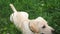 Cute labrador or golden retriever executing commands of owner and lying on grass. Obedient dog playing outdoor. Human