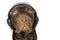 Cute Labrador with Headphones Lost in Music