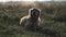 Cute Labrador lying in the field and resting