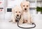 Cute labrador puppies with stethoscope at the veterinary doctor