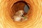 Cute Labrador puppies in a tunnel