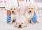 Cute labrador puppies at the veterinary doctor