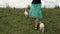 Cute labrador puppies walking running downhill in the grass