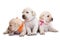 Cute labrador puppies on white background