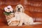 Cute labrador puppy with ceramic boot