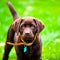 Cute labrador puppy close up playing in grass