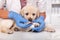 Cute labrador puppy dog getting a bandage on its paw