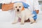 Cute labrador puppy dog getting a vaccine at the veterinary doctor