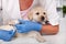 Cute labrador puppy dog lying patiently while getting a bandage