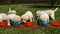 Cute labrador puppy dogs eating from their bowls