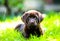 Cute labrador puppy lying in sun and grass