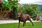 Cute labrador puppy playing in the garden with family