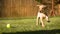 Cute Labrador puppy playing in sunny garden