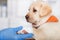 Cute labrador puppy resting its bandaged paw in veterinary doctor hand