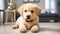 Cute labrador puppy the room adorable beautiful small comfortable friend companion