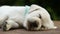 Cute labrador puppy sleep on wooden surface