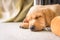 Cute Labrador puppy sleeping