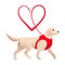 Cute labrador and red heart leash isolated on white background.