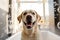 Cute Labrador Retriever dog in bathtub, soap foam flying all around.