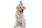Cute labrador retriever dog celebrating his birthday