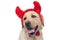 Cute labrador retriever dog feeling happy, sticking out tongue