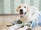 Cute Labrador retriever dog in a striped sailor`s jersey with a rope lying and smiling on a wooden floor