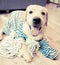 Cute Labrador retriever dog in a striped sailor`s jersey with a rope smiling on a wooden floor