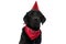 Cute labrador retriever dog wearing a birthday hat