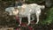 The cute Labrador retriever dog wiggling its body FS700 Odyssey 7Q 4K