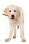 Cute labrador retriever puppy with a bone standing on white background