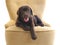 Cute Labrador retriever puppy on chair against light background. Friendly dog