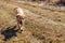 Cute labrador retriever puppy running on meadow